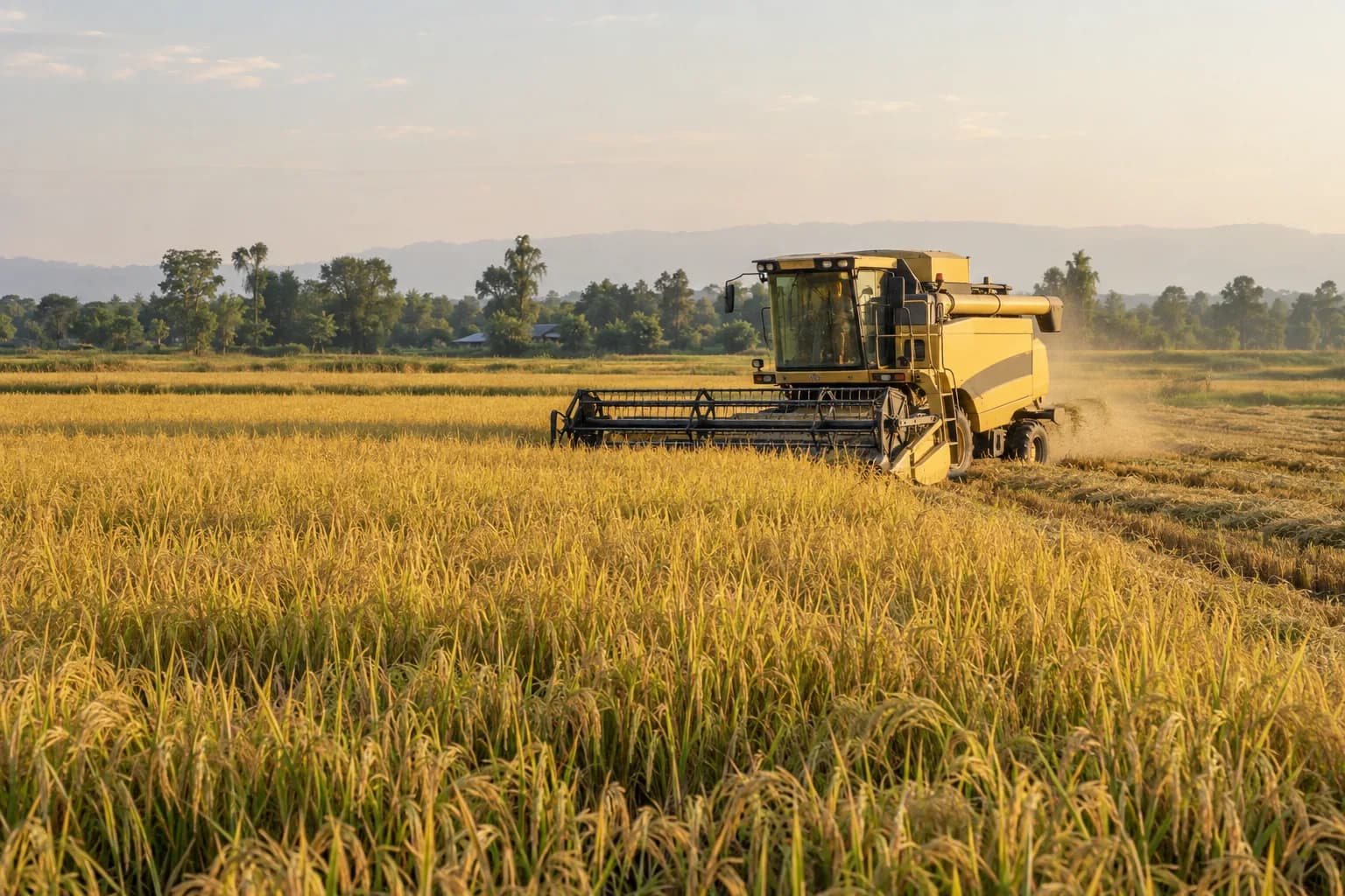 Illustration of a combine harvester working through a golden rice field